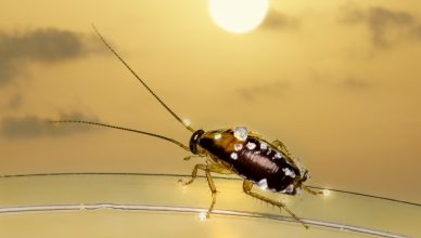 deratyzacja